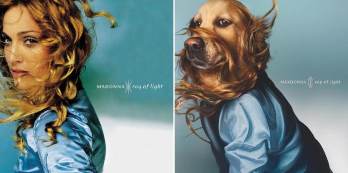 Madonna'nın Albümü Varsa, Maxdonna'nın da Var: Madonna'nın Albüm Kapaklarını Yeniden Canlandıran Tatlı Köpek!