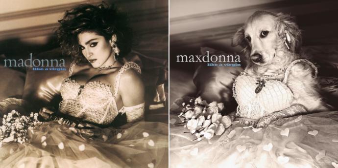 Madonna'nın Albümü Varsa, Maxdonna'nın da Var: Madonna'nın Albüm Kapaklarını Yeniden Canlandıran Tatlı Köpek!