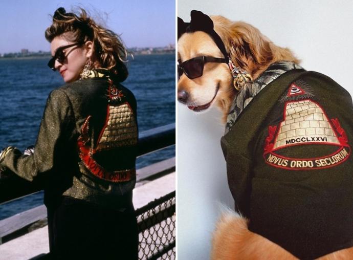 Madonna'nın Albümü Varsa, Maxdonna'nın da Var: Madonna'nın Albüm Kapaklarını Yeniden Canlandıran Tatlı Köpek!