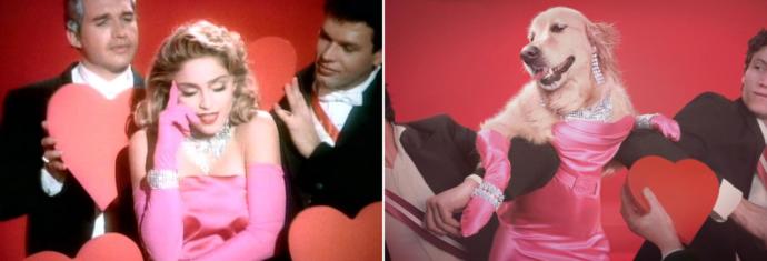 Madonna'nın Albümü Varsa, Maxdonna'nın da Var: Madonna'nın Albüm Kapaklarını Yeniden Canlandıran Tatlı Köpek!