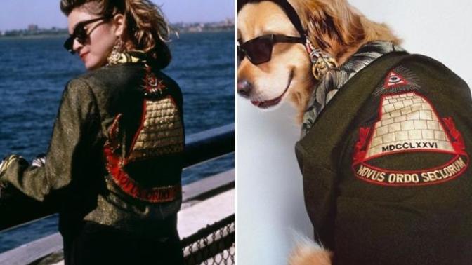 Madonna'nın Albümü Varsa, Maxdonna'nın da Var: Madonna'nın Albüm Kapaklarını Yeniden Canlandıran Tatlı Köpek!