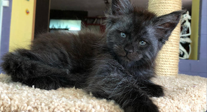 Bakışlarıyla İnsana Benzeyen Kedi Herkesi Korkutuyor!