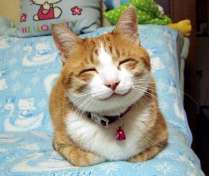 Bakışlarıyla İnsana Benzeyen Kedi Herkesi Korkutuyor!