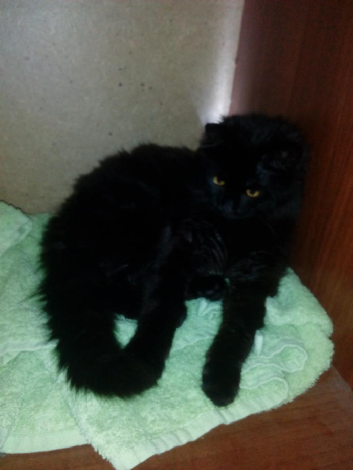 Bakışlarıyla İnsana Benzeyen Kedi Herkesi Korkutuyor!