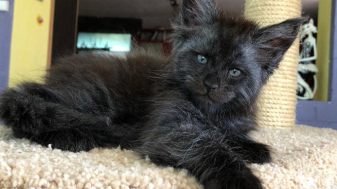 Bakışlarıyla İnsana Benzeyen Kedi Herkesi Korkutuyor!