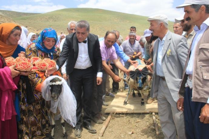 Bu da Oldu: Hakkari'de Ak Koyun ile Kara Koça Davullu Zurnalı Düğün Yapıldı! 🐑
