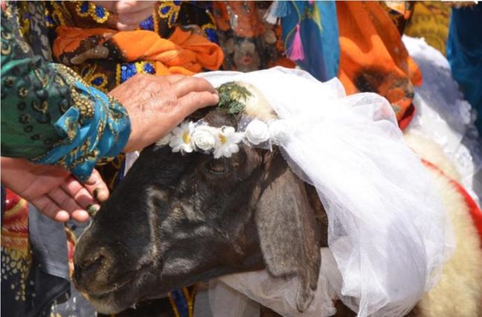 Bu da Oldu: Hakkari'de Ak Koyun ile Kara Koça Davullu Zurnalı Düğün Yapıldı! 🐑