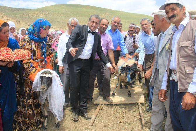 Bu da Oldu: Hakkari'de Ak Koyun ile Kara Koça Davullu Zurnalı Düğün Yapıldı! 🐑