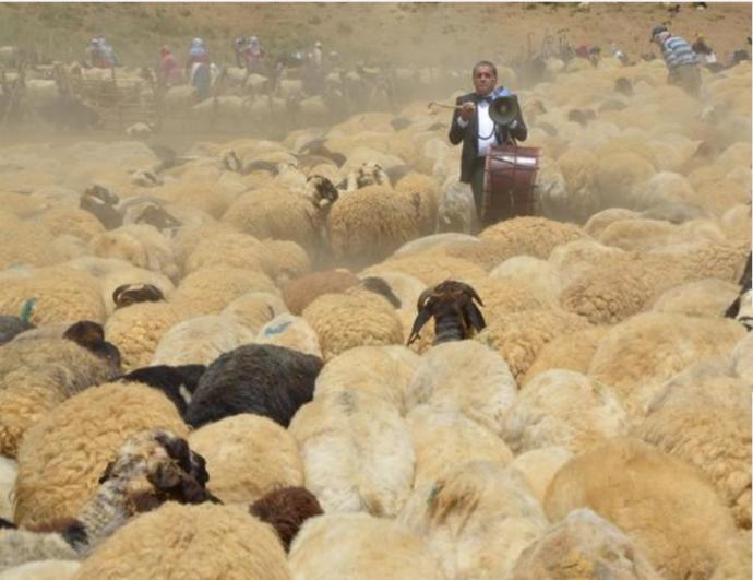 Bu da Oldu: Hakkari'de Ak Koyun ile Kara Koça Davullu Zurnalı Düğün Yapıldı! 🐑