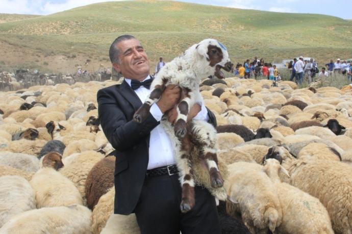 Bu da Oldu: Hakkari'de Ak Koyun ile Kara Koça Davullu Zurnalı Düğün Yapıldı! 🐑