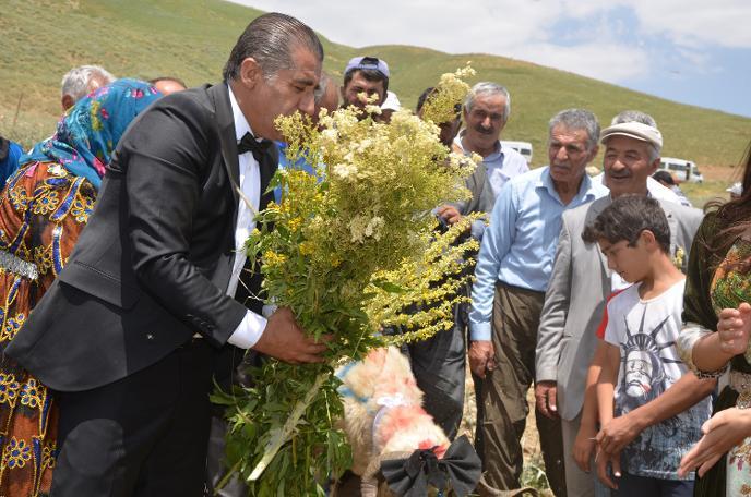 Bu da Oldu: Hakkari'de Ak Koyun ile Kara Koça Davullu Zurnalı Düğün Yapıldı! 🐑