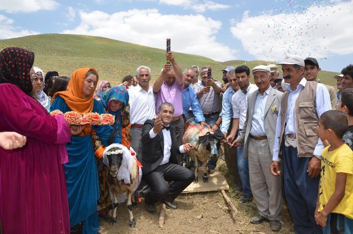 Bu da Oldu: Hakkari'de Ak Koyun ile Kara Koça Davullu Zurnalı Düğün Yapıldı! 🐑