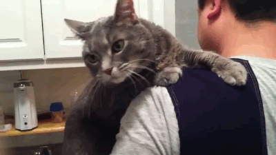 Kedi Gibi Olan İnsanların Özellikleri Nelerdir?