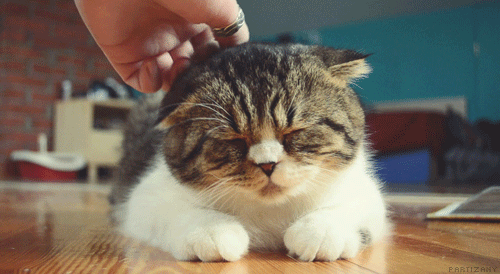 Bu gif i görmek bile beni sakinleştirdi :)