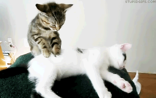 Kedi Gibi Olan İnsanların Özellikleri Nelerdir?