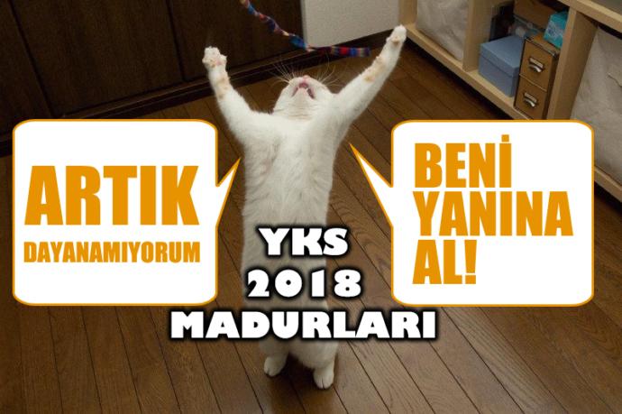 İsyan Eden Kedi