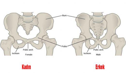 Cinsel Yaşamınızın Altın Çağını Başlatacak Egzersizler: Kegel Egzersizleri Nedir?