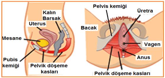 Cinsel Yaşamınızın Altın Çağını Başlatacak Egzersizler: Kegel Egzersizleri Nedir?