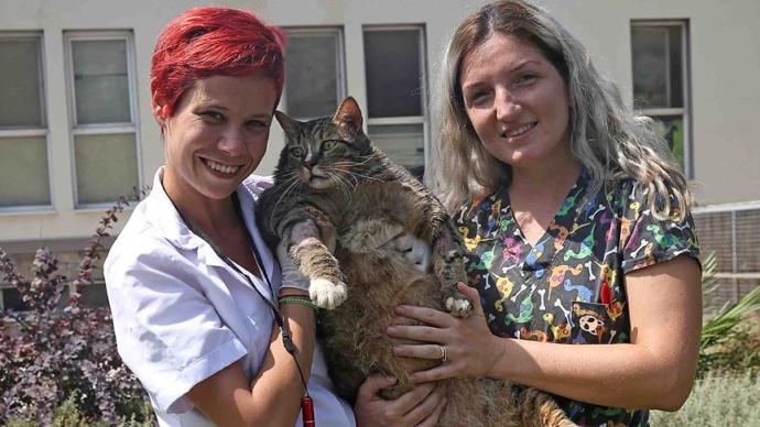 19 Kiloluk Obez Kedi Veteriner Yardımıyla Zayıflayacak