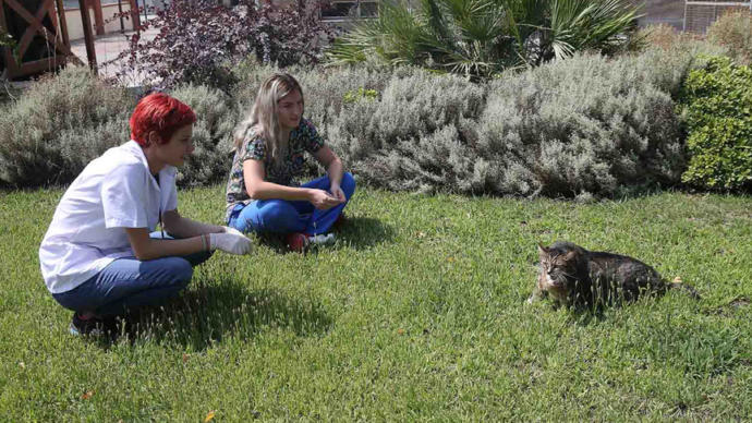 19 Kiloluk Obez Kedi Veteriner Yardımıyla Zayıflayacak