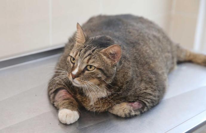 19 Kiloluk Obez Kedi Veteriner Yardımıyla Zayıflayacak