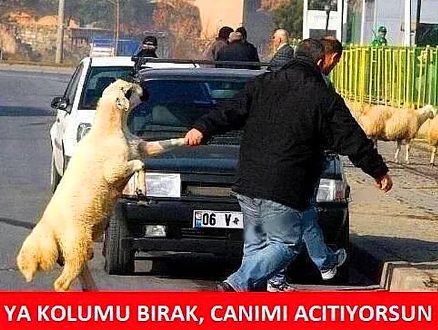 Kurban Bayramı'nda Yaşadıkları Trajikomik Olayları Anlatırken Güldüren Mizahşörler!