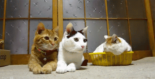 Evinde İki Kedi Besleyecekleri Bekleyen Olası 5 Durum!