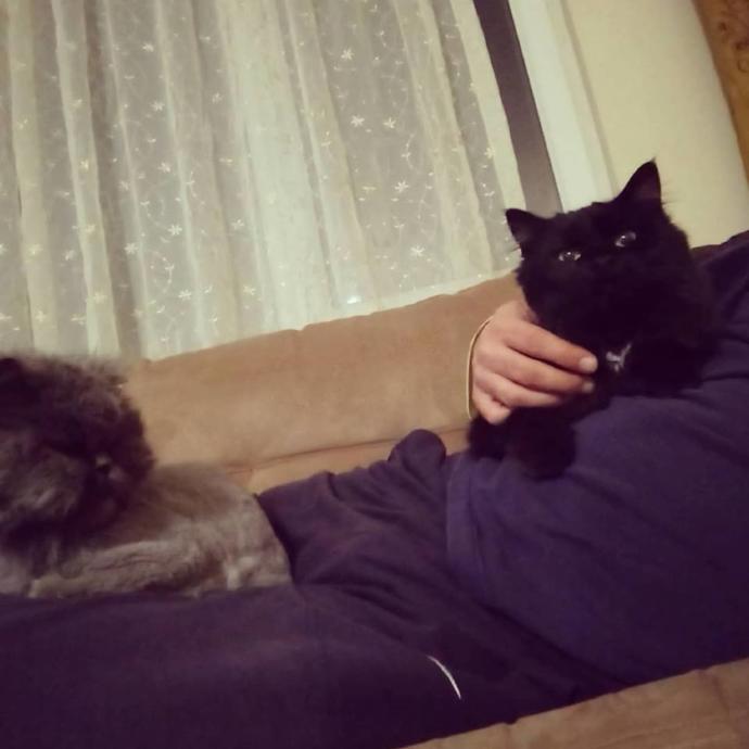 Evinde İki Kedi Besleyecekleri Bekleyen Olası 5 Durum!