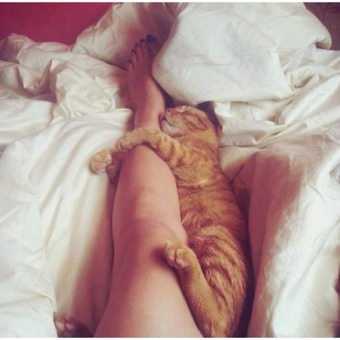 Evinde İki Kedi Besleyecekleri Bekleyen Olası 5 Durum!