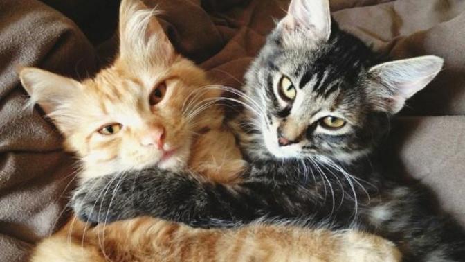 Evinde İki Kedi Besleyecekleri Bekleyen Olası 5 Durum!