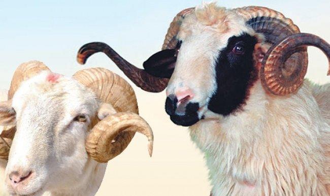 “Ülkem İnsanının Kurban Bayramı’yla Olan İmtihanı “ Dedirtecek Bayram Manzaraları!