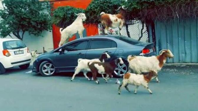 “Ülkem İnsanının Kurban Bayramı’yla Olan İmtihanı “ Dedirtecek Bayram Manzaraları!