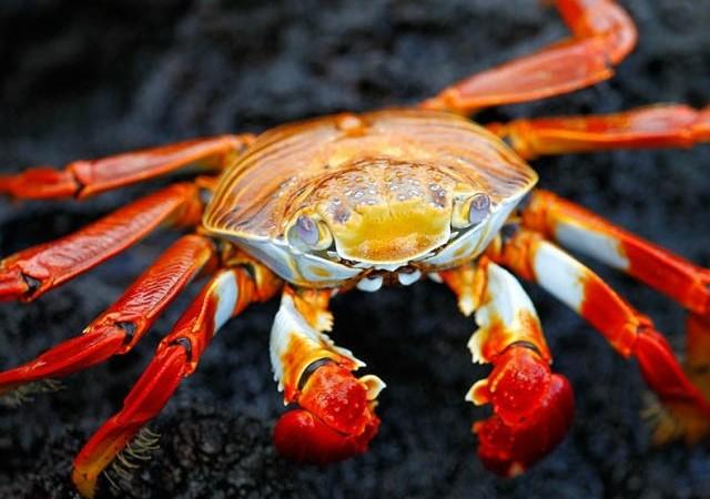 Burcuna Göre Erkeğini Aşık Et: Hangi Burcun Erkeği Nelerden Hoşlanır?