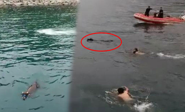 Rize'de Kaçan Kurbanlık Boğa Trabzon'da Denizde Yüzerken Yakalandı