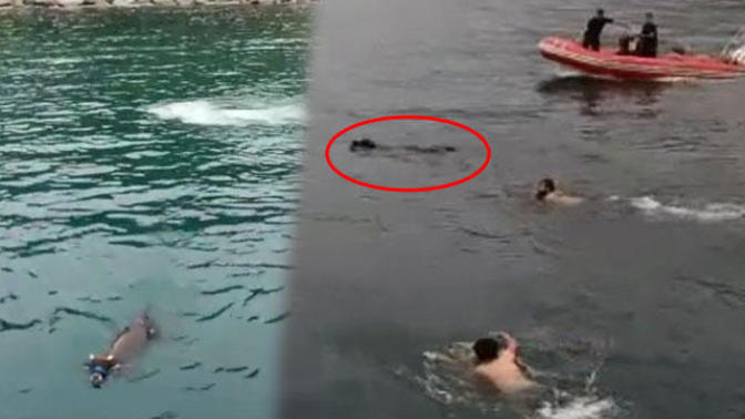 Rize'de Kaçan Kurbanlık Boğa Trabzon'da Denizde Yüzerken Yakalandı