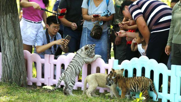 Terk Edilen Kaplan Yavrularına Köpek Sahip Çıktı