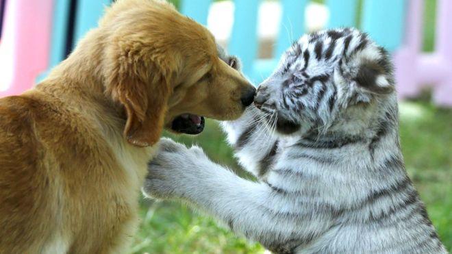 Terk Edilen Kaplan Yavrularına Köpek Sahip Çıktı