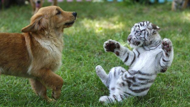 Terk Edilen Kaplan Yavrularına Köpek Sahip Çıktı
