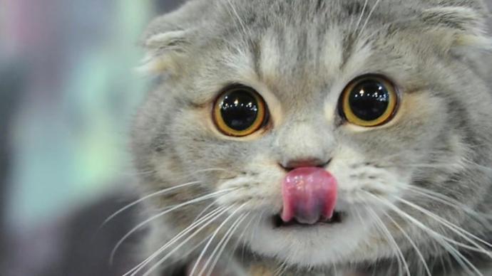 Kedi gibi...