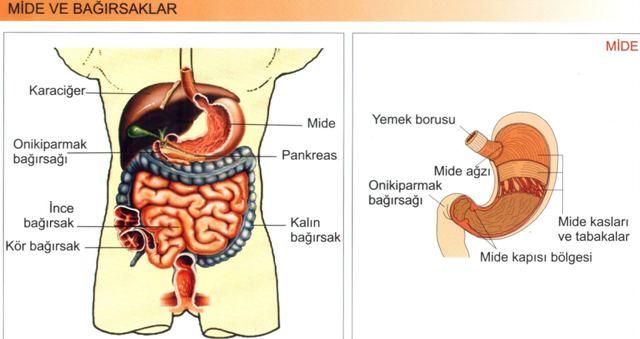 Çağımızın Korkulu Rüyası Olan Kanseri Önlemenin 5 Temel Adımı