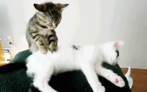 Kedi Mırıldamasının İnsan Sağlığına Faydaları Nelerdir?