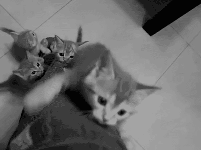 Kedi Mırıldamasının İnsan Sağlığına Faydaları Nelerdir?