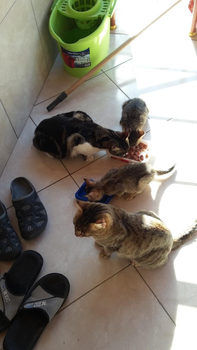 Kedi Mırıldamasının İnsan Sağlığına Faydaları Nelerdir?