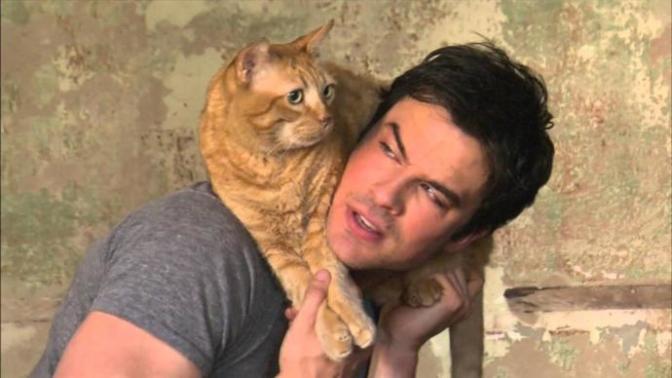 Kedi Mırıldamasının İnsan Sağlığına Faydaları Nelerdir?