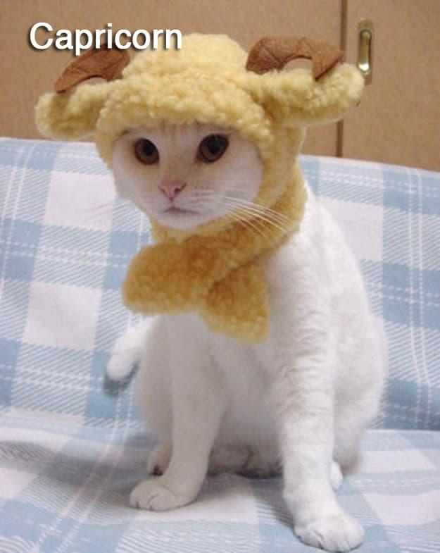 Beslediğin Kedinin Burcuna Göre Karakteristik Özellikleri