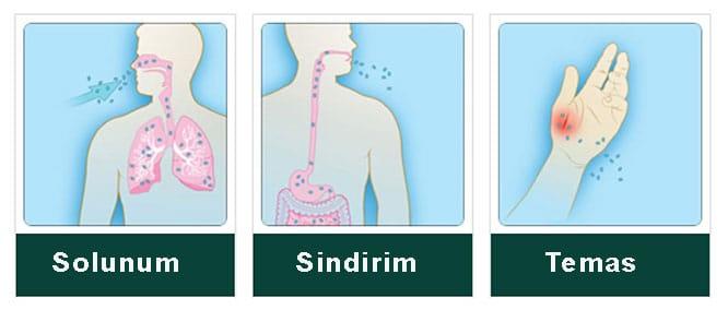 Gündeme Bomba Gibi Düşen Salgın: Şarbon!