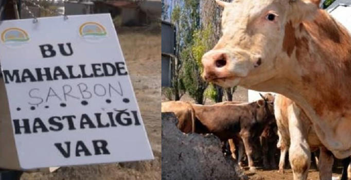 Gündeme Bomba Gibi Düşen Salgın: Şarbon!
