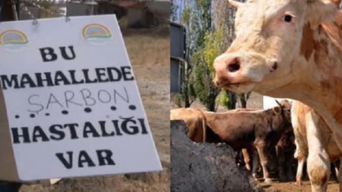 Gündeme Bomba Gibi Düşen Salgın: Şarbon!