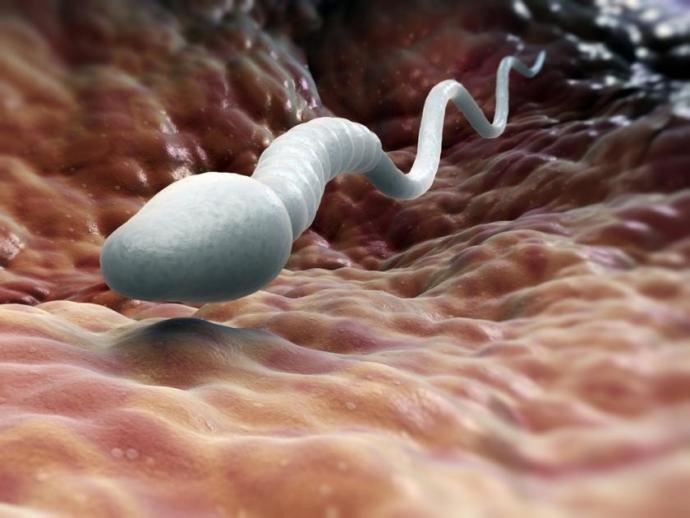 Kamikaze Sperm