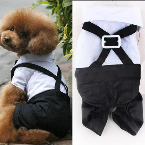 Köpek elbisesi